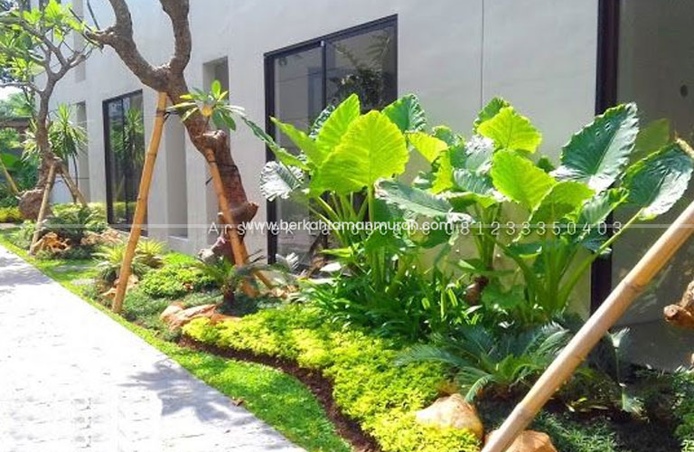 Tukang Taman Lampung
